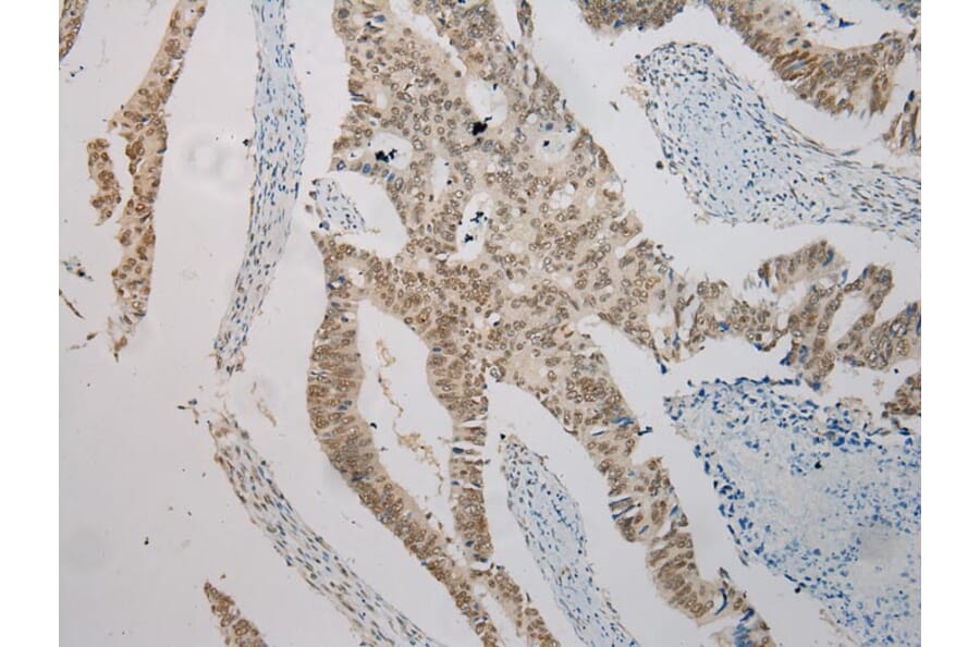 Immunohistochemistry - NME8 Antibody from Signalway Antibody (40171) - Antibodies.com