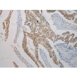 Immunohistochemistry - NME8 Antibody from Signalway Antibody (40171) - Antibodies.com