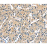 Immunohistochemistry - UBL3 Antibody from Signalway Antibody (40175) - Antibodies.com