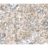 Immunohistochemistry - UBL3 Antibody from Signalway Antibody (40175) - Antibodies.com