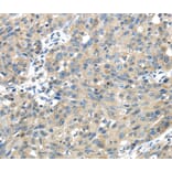 Immunohistochemistry - UGP2 Antibody from Signalway Antibody (40177) - Antibodies.com