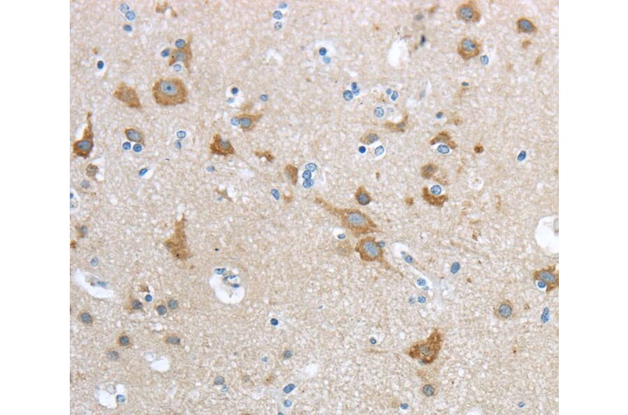 Immunohistochemistry - HCN4 Antibody from Signalway Antibody (40181) - Antibodies.com