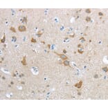 Immunohistochemistry - HCN4 Antibody from Signalway Antibody (40181) - Antibodies.com