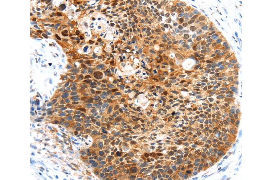 Immunohistochemistry - HUNK Antibody from Signalway Antibody (40261) - Antibodies.com