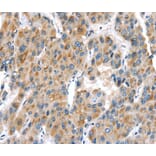 Immunohistochemistry - UCP2 Antibody from Signalway Antibody (40280) - Antibodies.com