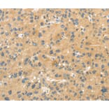 Immunohistochemistry - MPP6 Antibody from Signalway Antibody (40288) - Antibodies.com