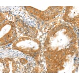 Immunohistochemistry - MPP6 Antibody from Signalway Antibody (40288) - Antibodies.com