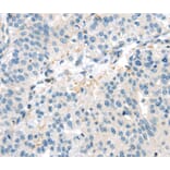 Immunohistochemistry - VAV2 Antibody from Signalway Antibody (40401) - Antibodies.com