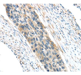 Immunohistochemistry - VWCE Antibody from Signalway Antibody (40403) - Antibodies.com