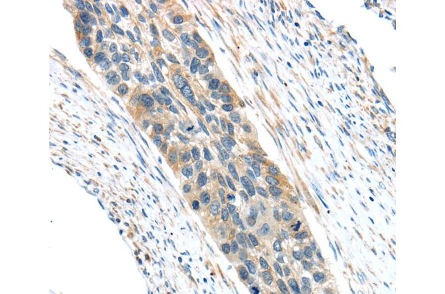 Immunohistochemistry - VWCE Antibody from Signalway Antibody (40403) - Antibodies.com