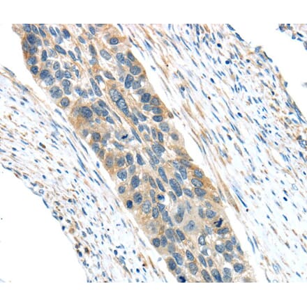 Immunohistochemistry - VWCE Antibody from Signalway Antibody (40403) - Antibodies.com