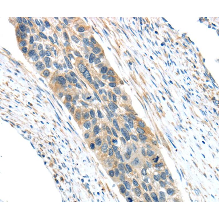 Immunohistochemistry - VWCE Antibody from Signalway Antibody (40403) - Antibodies.com