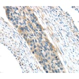 Immunohistochemistry - VWCE Antibody from Signalway Antibody (40403) - Antibodies.com