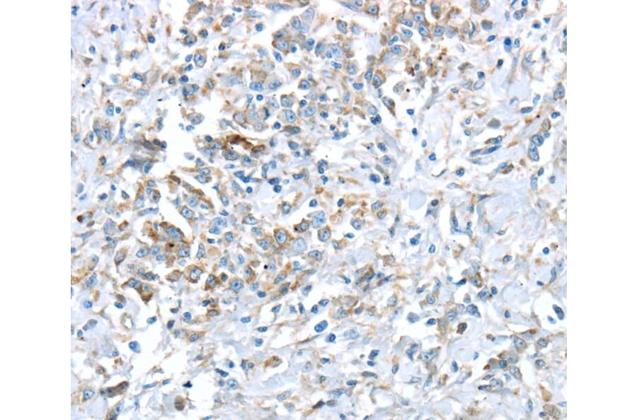 Immunohistochemistry - VWCE Antibody from Signalway Antibody (40403) - Antibodies.com