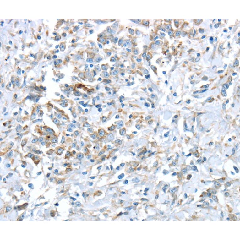 Immunohistochemistry - VWCE Antibody from Signalway Antibody (40403) - Antibodies.com