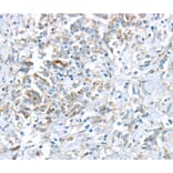 Immunohistochemistry - VWCE Antibody from Signalway Antibody (40403) - Antibodies.com