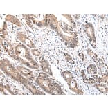 Immunohistochemistry - IL15 Antibody from Signalway Antibody (42710) - Antibodies.com