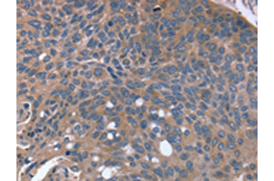 Immunohistochemistry - RGS4 Antibody from Signalway Antibody (42733) - Antibodies.com