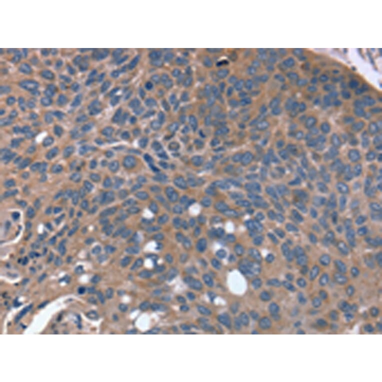 Immunohistochemistry - RGS4 Antibody from Signalway Antibody (42733) - Antibodies.com