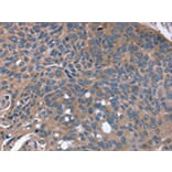 Immunohistochemistry - RGS4 Antibody from Signalway Antibody (42733) - Antibodies.com