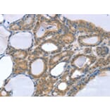 Immunohistochemistry - SNX4 Antibody from Signalway Antibody (42765) - Antibodies.com