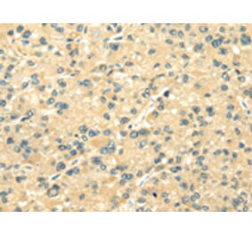 Immunohistochemistry - TXN2 Antibody from Signalway Antibody (42778) - Antibodies.com