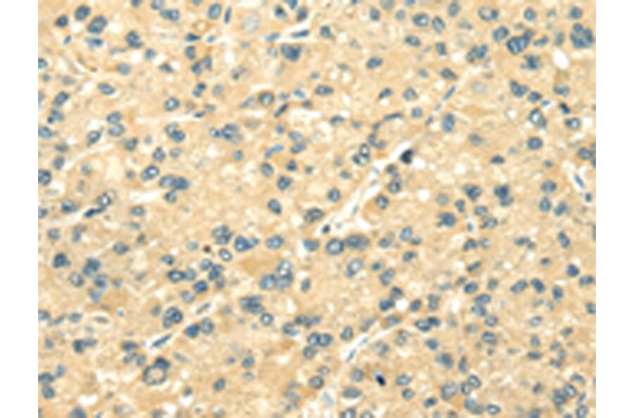 Immunohistochemistry - TXN2 Antibody from Signalway Antibody (42778) - Antibodies.com