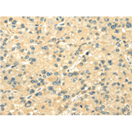 Immunohistochemistry - TXN2 Antibody from Signalway Antibody (42778) - Antibodies.com