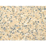 Immunohistochemistry - TXN2 Antibody from Signalway Antibody (42778) - Antibodies.com