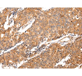 Immunohistochemistry - MAP2 Antibody from Signalway Antibody (42805) - Antibodies.com