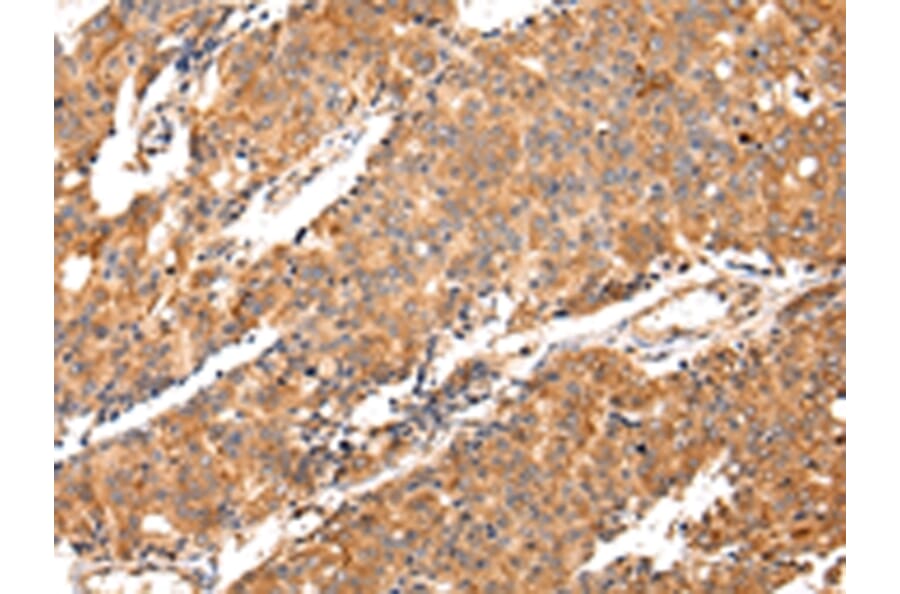 Immunohistochemistry - MAP2 Antibody from Signalway Antibody (42805) - Antibodies.com