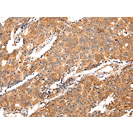 Immunohistochemistry - MAP2 Antibody from Signalway Antibody (42805) - Antibodies.com