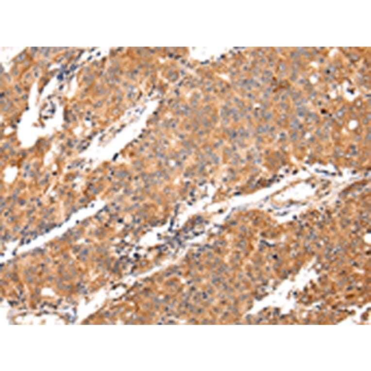 Immunohistochemistry - MAP2 Antibody from Signalway Antibody (42805) - Antibodies.com