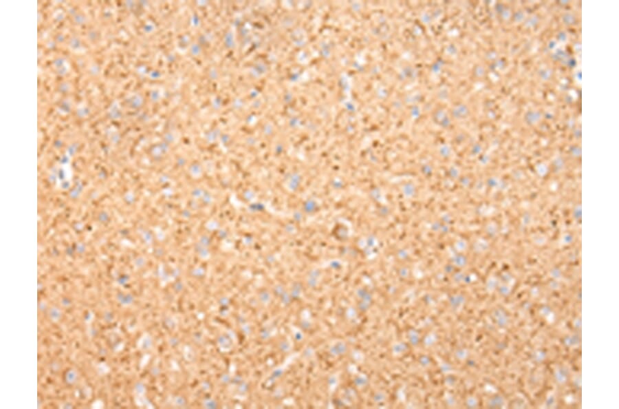 Immunohistochemistry - MAP2 Antibody from Signalway Antibody (42805) - Antibodies.com