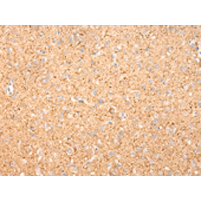 Immunohistochemistry - MAP2 Antibody from Signalway Antibody (42805) - Antibodies.com