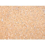 Immunohistochemistry - MAP2 Antibody from Signalway Antibody (42805) - Antibodies.com