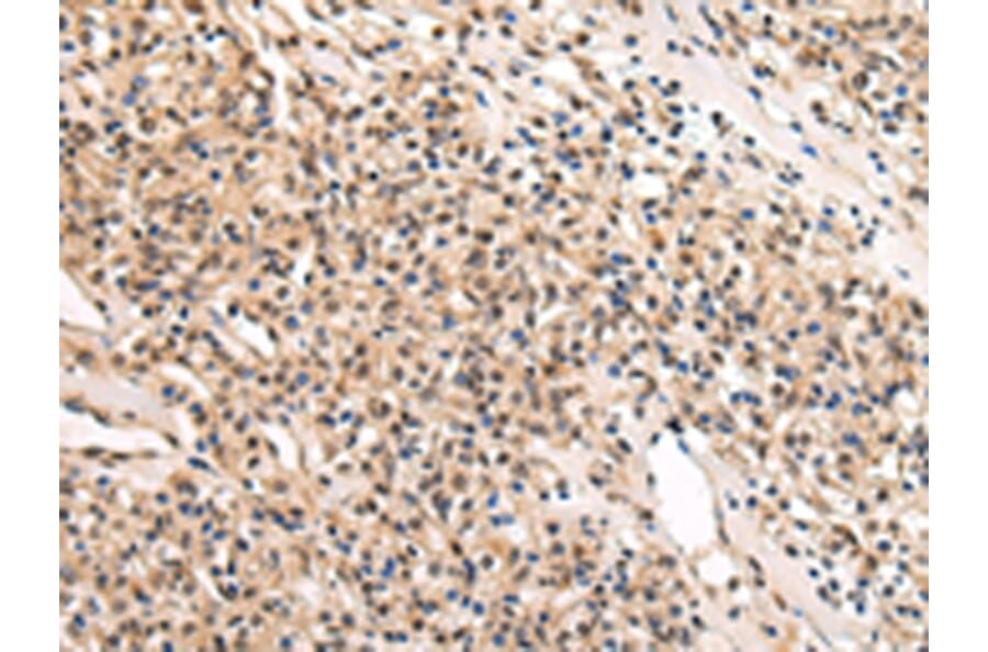 Immunohistochemistry - USF1 Antibody from Signalway Antibody (42816) - Antibodies.com