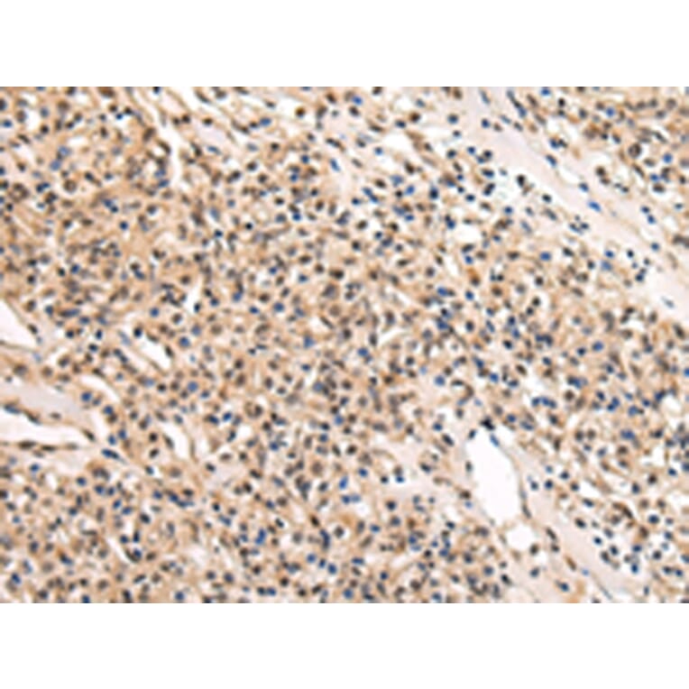 Immunohistochemistry - USF1 Antibody from Signalway Antibody (42816) - Antibodies.com