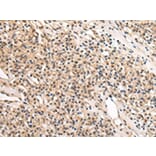 Immunohistochemistry - USF1 Antibody from Signalway Antibody (42816) - Antibodies.com