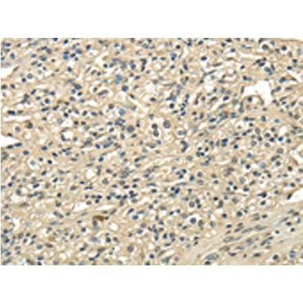 Immunohistochemistry - USP1 Antibody from Signalway Antibody (42817) - Antibodies.com