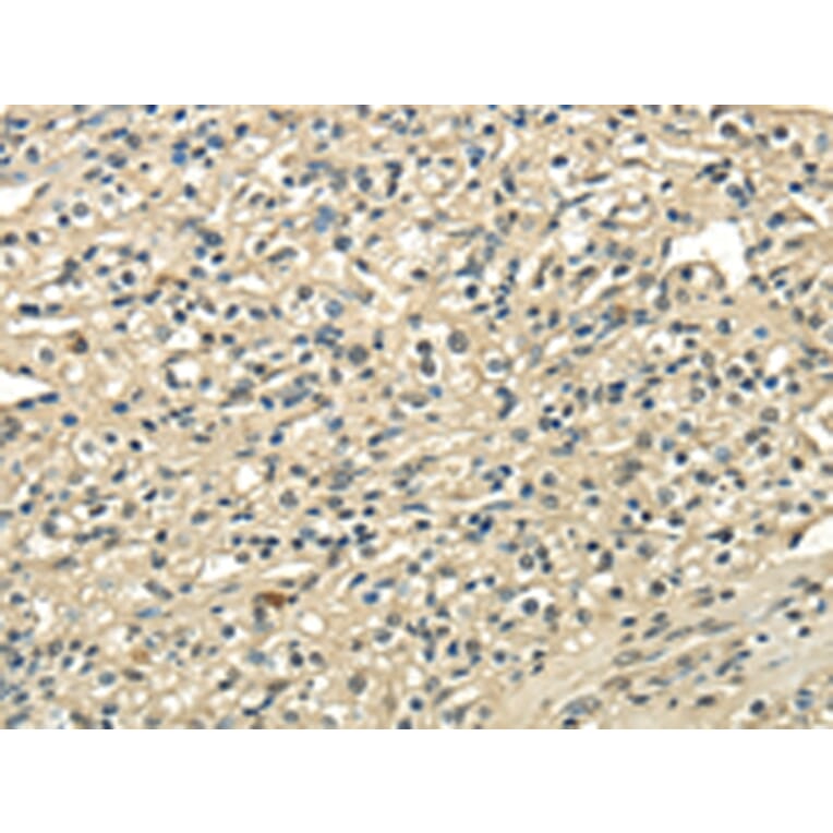 Immunohistochemistry - USP1 Antibody from Signalway Antibody (42817) - Antibodies.com