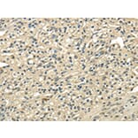 Immunohistochemistry - USP1 Antibody from Signalway Antibody (42817) - Antibodies.com