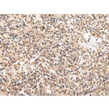 Immunohistochemistry - USP5 Antibody from Signalway Antibody (42820) - Antibodies.com