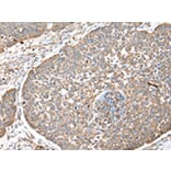 Immunohistochemistry - DPH7 Antibody from Signalway Antibody (42855) - Antibodies.com