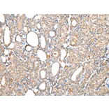 Immunohistochemistry - DPH7 Antibody from Signalway Antibody (42855) - Antibodies.com