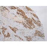 Immunohistochemistry - WSB1 Antibody from Signalway Antibody (42861) - Antibodies.com