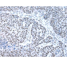 Immunohistochemistry - XAB2 Antibody from Signalway Antibody (42863) - Antibodies.com