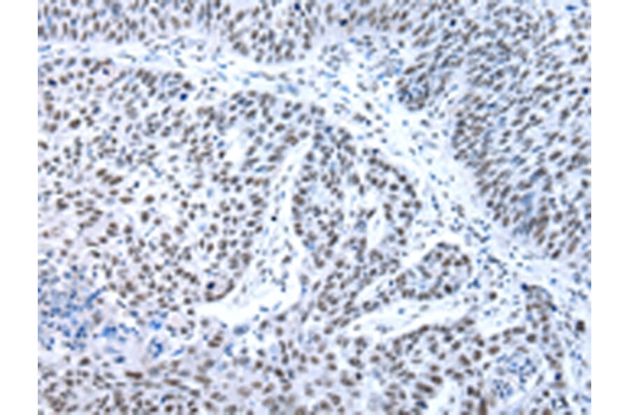 Immunohistochemistry - XAB2 Antibody from Signalway Antibody (42863) - Antibodies.com