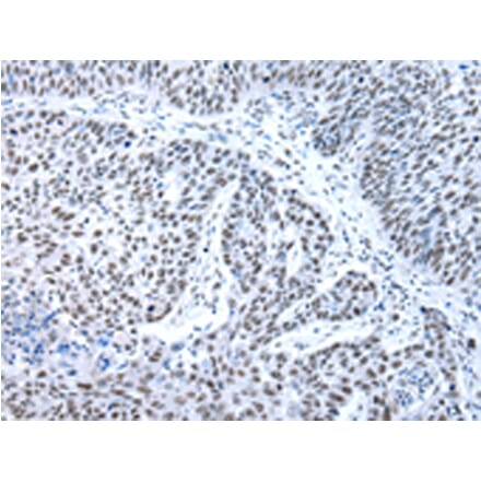 Immunohistochemistry - XAB2 Antibody from Signalway Antibody (42863) - Antibodies.com