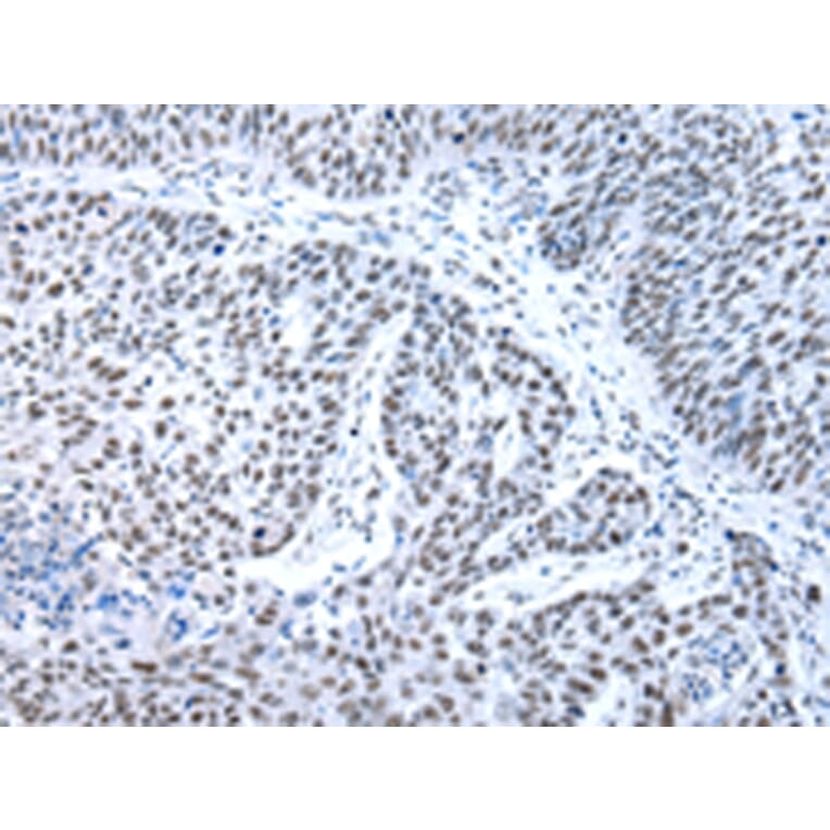 Immunohistochemistry - XAB2 Antibody from Signalway Antibody (42863) - Antibodies.com